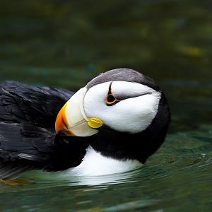 Horned Puffin