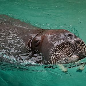 Pacific Walrus