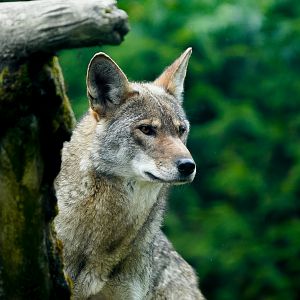 Red Wolf