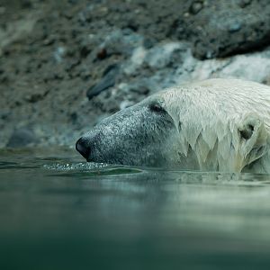 Polar Bear