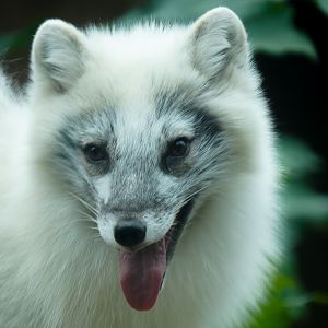Arctic Fox (Sven) (Transitioning to Summer Coat)