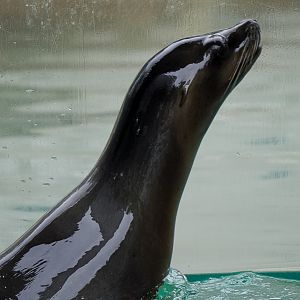 California Sea Lion