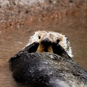 Sea Otter