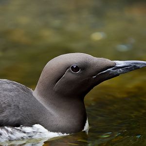 Common Murre