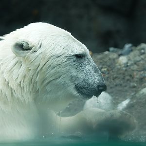 Polar Bear