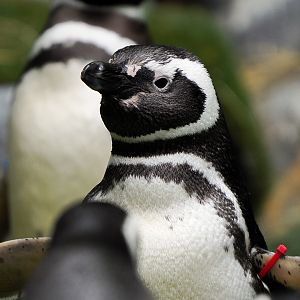 Magellanic Penguin