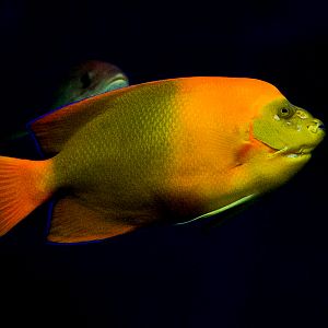 Clarion Angelfish