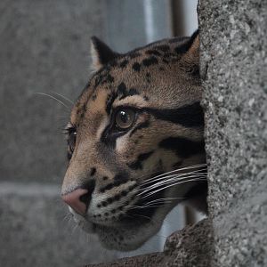 Clouded Leopard