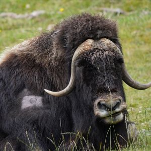 Muskox