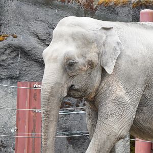Asian Elephant (Suki)