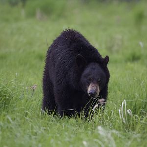 American Black Bear/ Ursus americanus