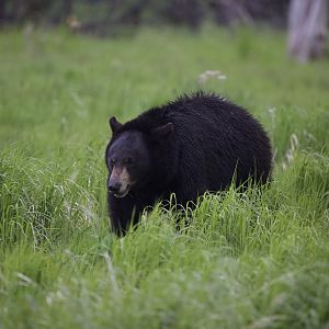 American Black Bear/ Ursus americanus