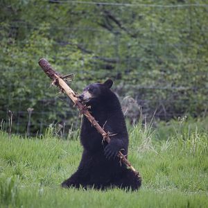 American Black Bear/ Ursus americanus