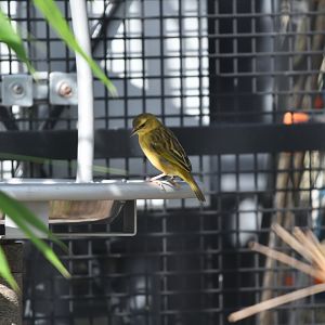 Weaver ID?