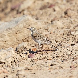Australasian Pipit