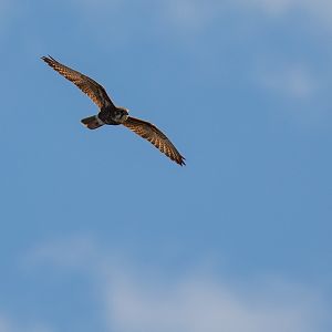 Brown Falcon