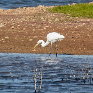 Great Egret