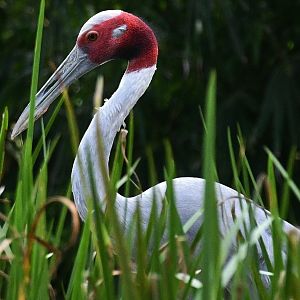 Sarus Crane (Antigone antigone)