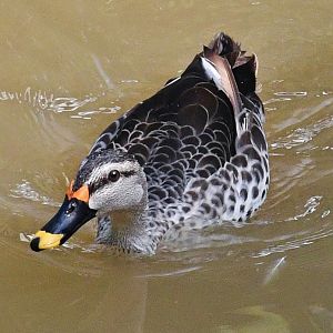 Indian Spot-billed Duck (Anas poecilorhyncha)