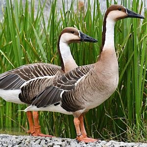 Swan Goose (Anser cygnoides)