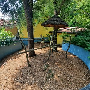 Outdoor Koala Habitat