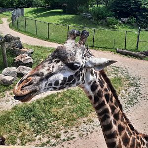 Masai Giraffe Up Close