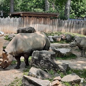 Rhinos