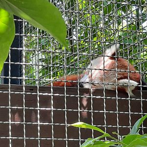 Ruskin the Red Panda