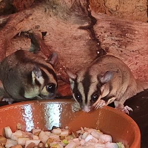 Sugar gliders