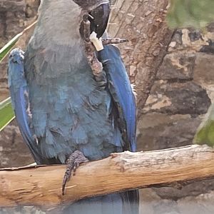 Spix macaw