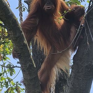 Orang utan