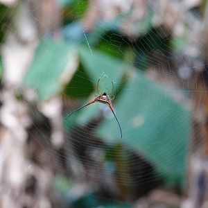 Long-horned Orbweaver