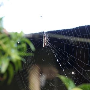 Parallel-spined Spiny Orbweaver