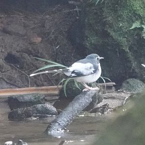 Slaty-backed Forktail