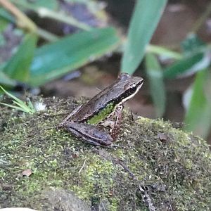 Doi Inthanon rock frog