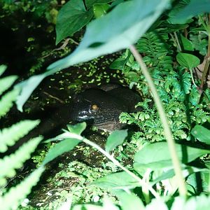 Ban Khun Klang Wart Frog