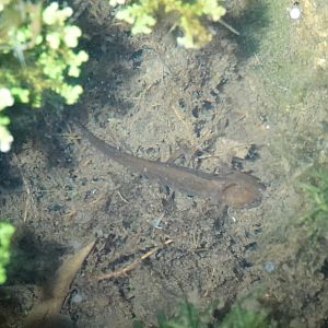 Chiang Mai crocodile newt