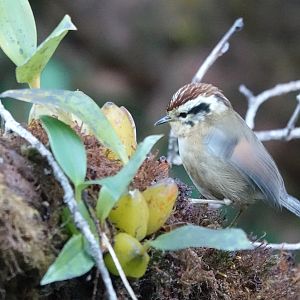 Rufous-winged Fulvetta