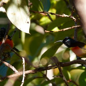 Green-tailed Sunbird