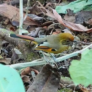 Chestnut-tailed Minla