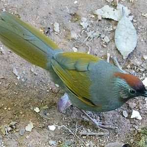 Silver-eared Laughingthrush