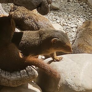 Dwarf mongoose