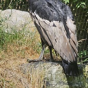 Andean condor