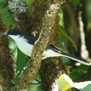Black-backed Sibia