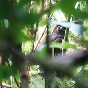 Dark-sided Thrush behind some leaves