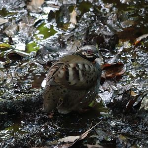 Rufous-throated Partridge