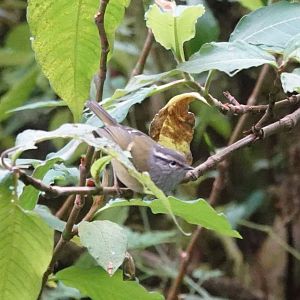 Ashy-throated Warbler