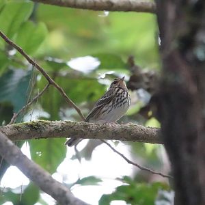 Olive-backed Pipit