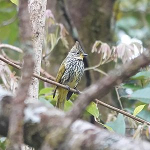 Striated Bulbul