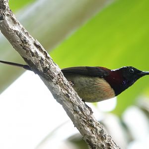 Black-throated Sunbird